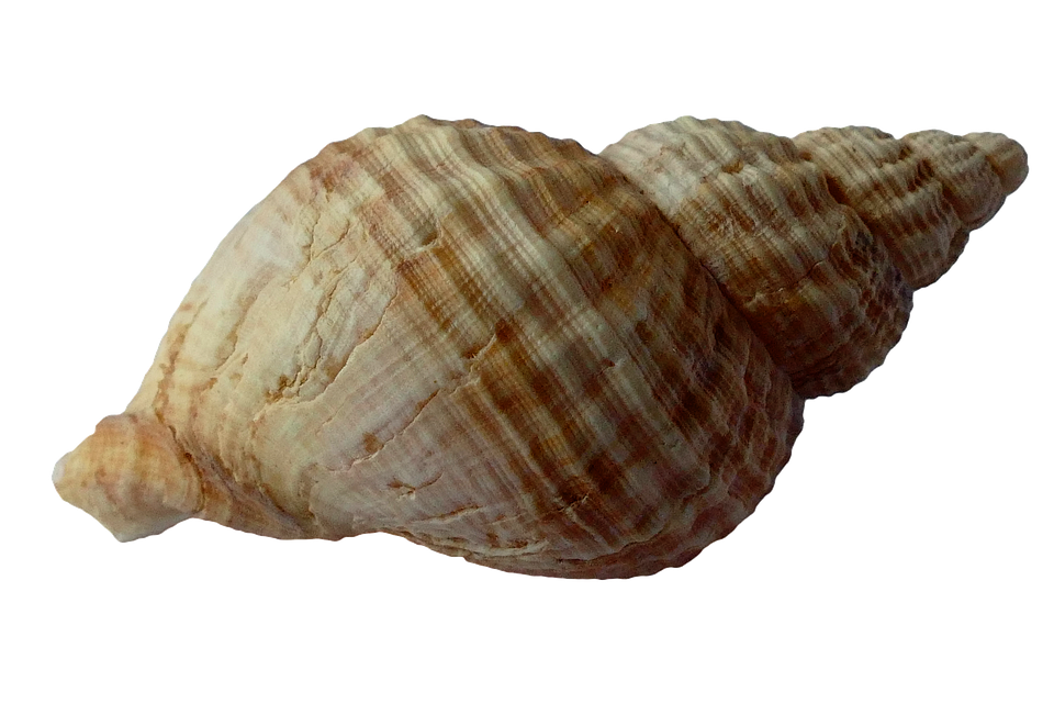 Striped Sea Shell Isolated PNG