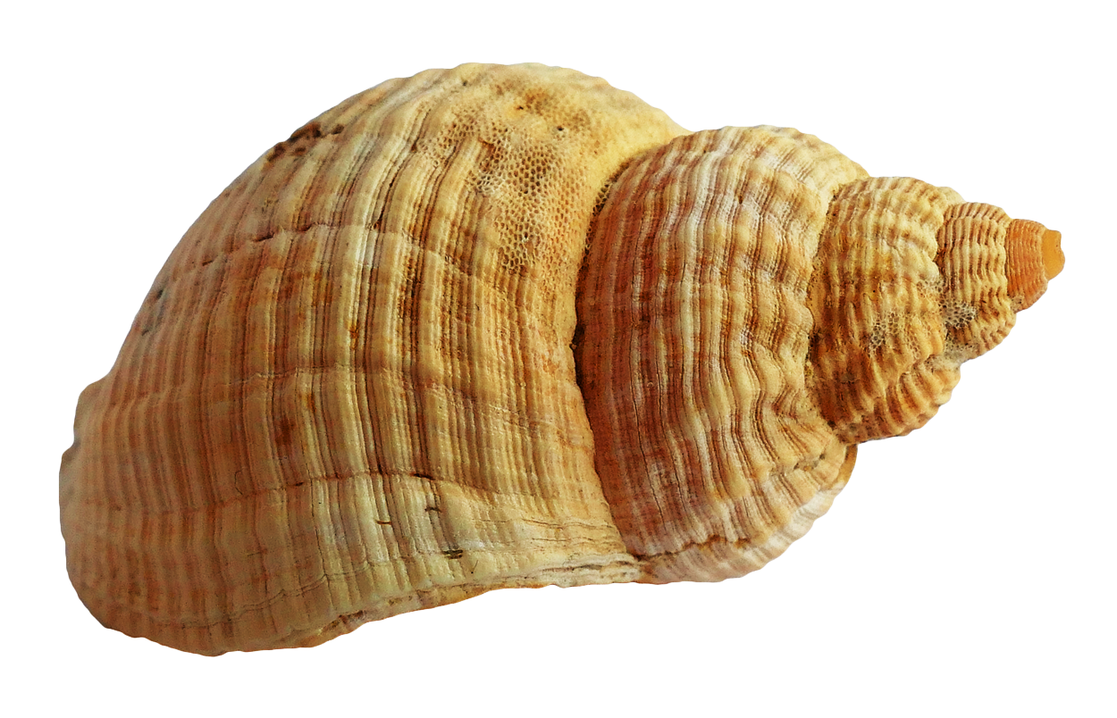 Striped Sea Shell Isolated PNG