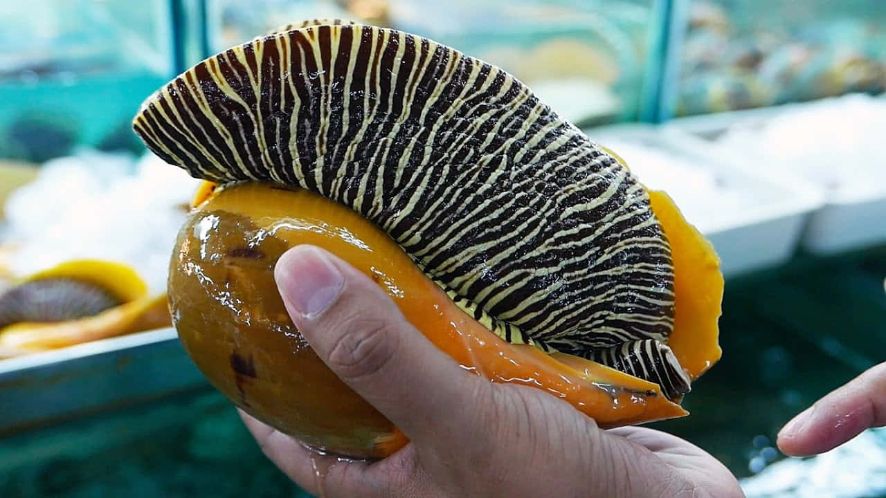 Striped Sea Snail Heldin Hand Wallpaper