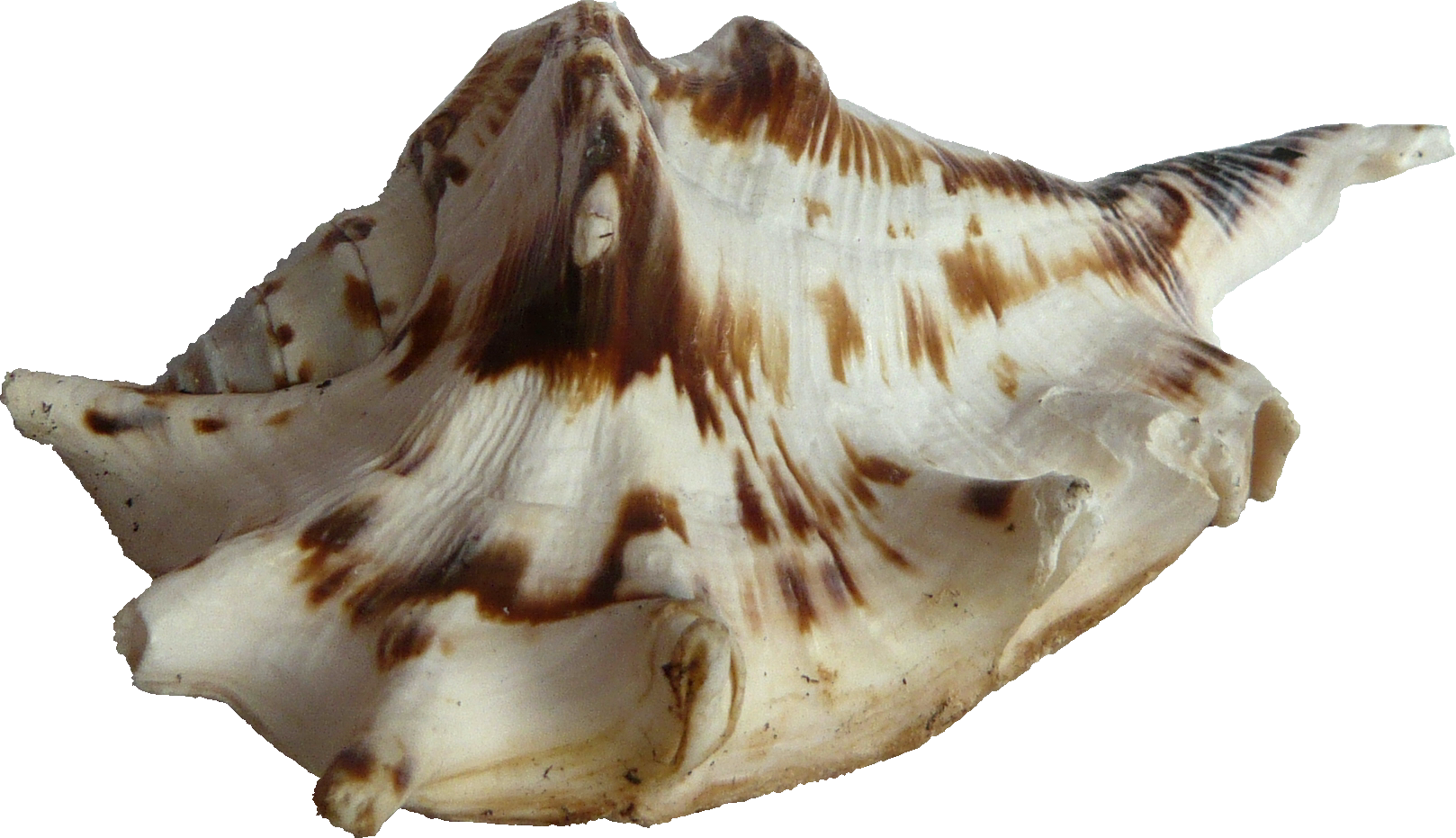 Striped Seashell Isolated.png PNG