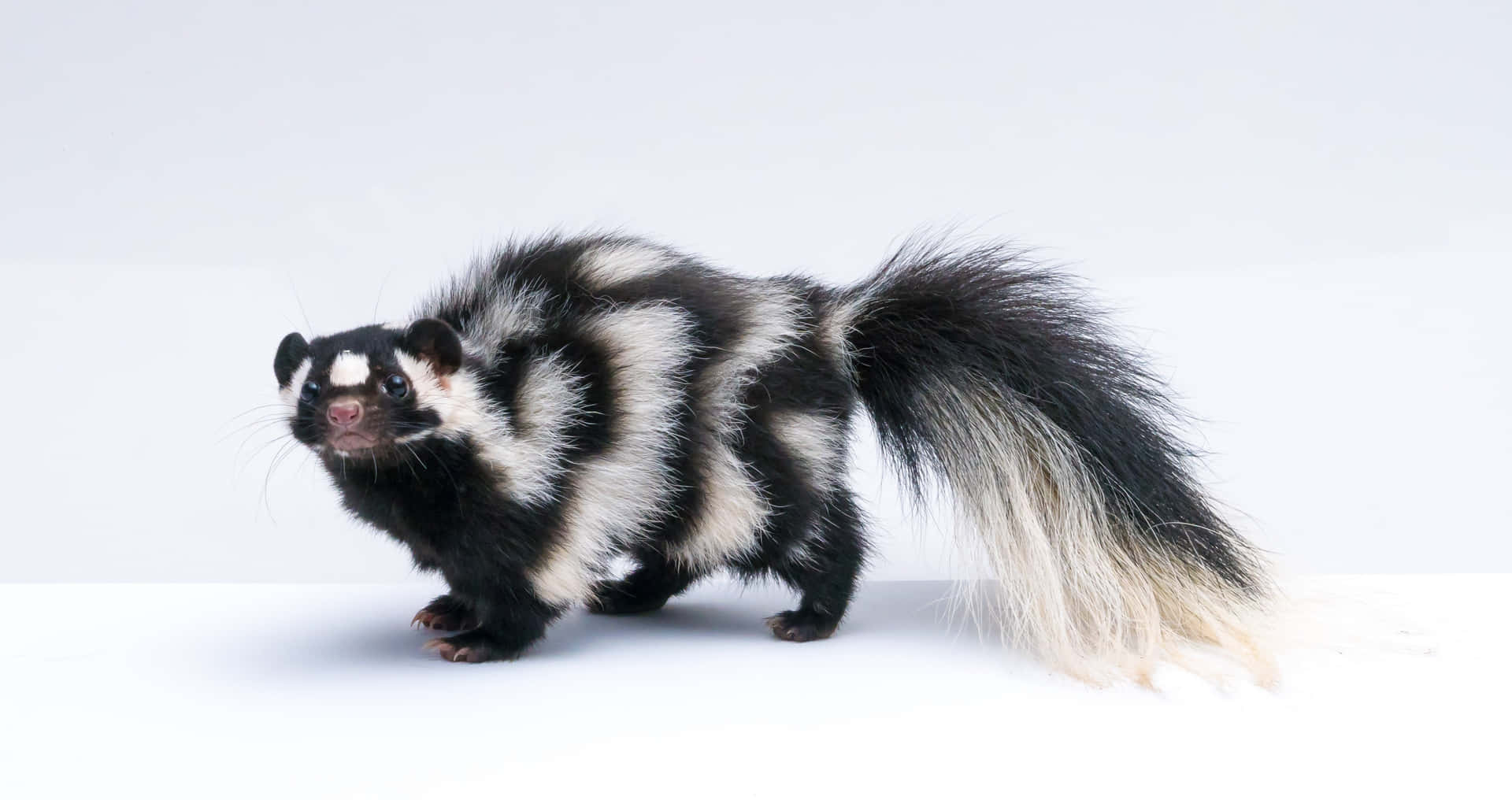 Striped Skunk Standing White Background.jpg Wallpaper