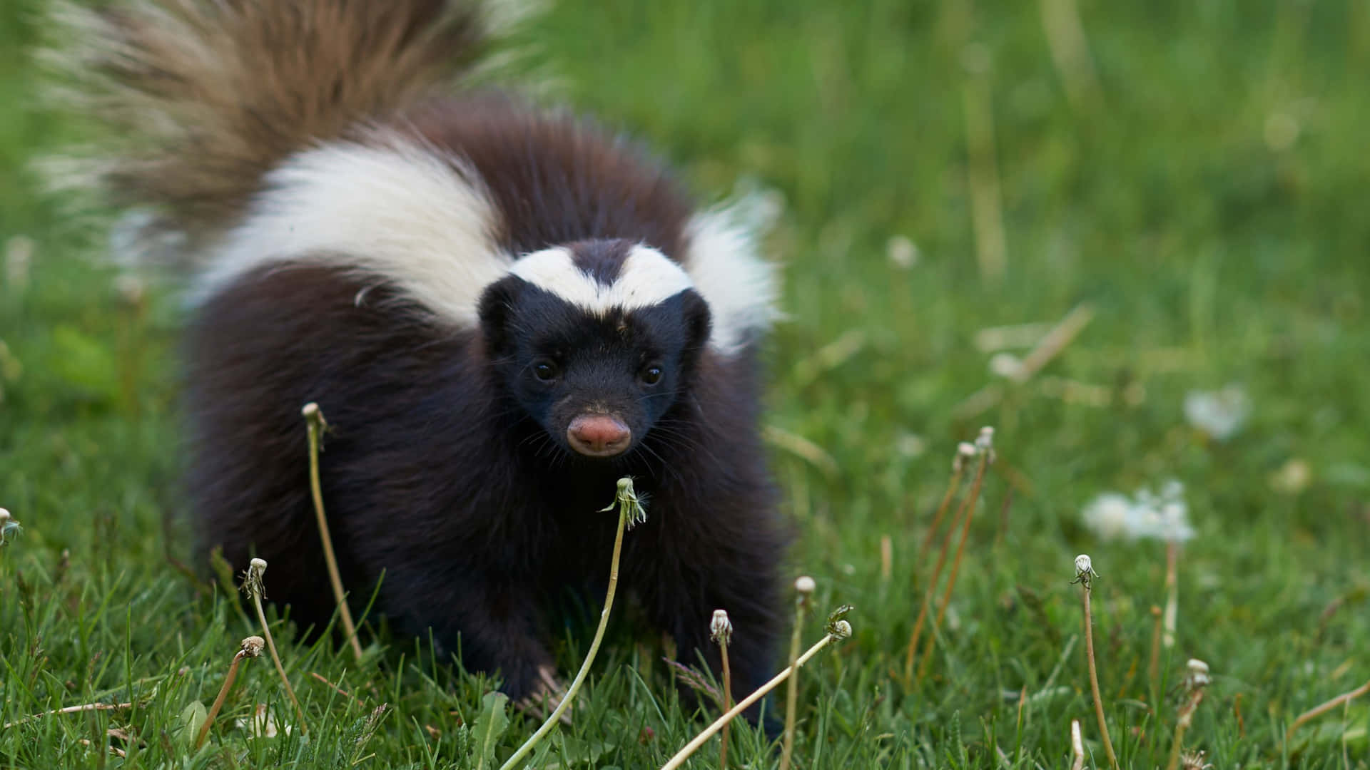 Gestreept Stinkdier In Gras Achtergrond