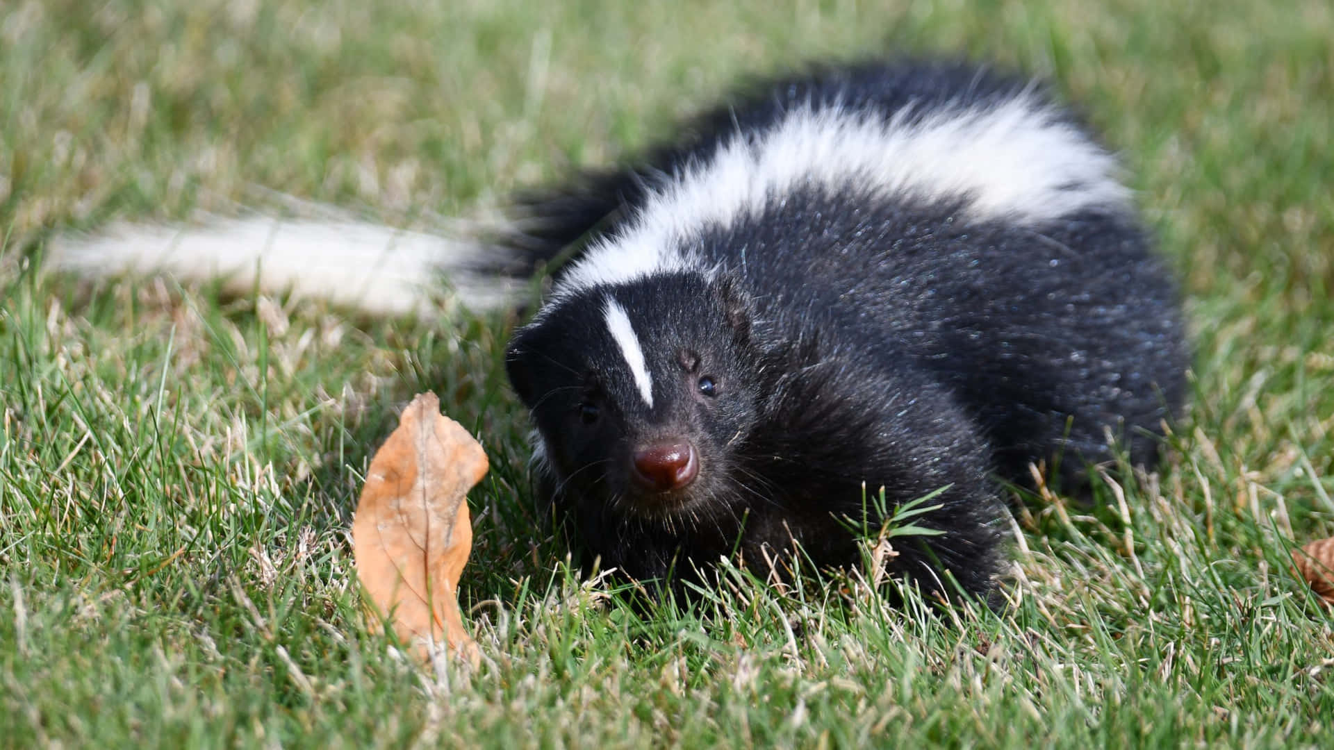 Striped Skunkin Grass Wallpaper