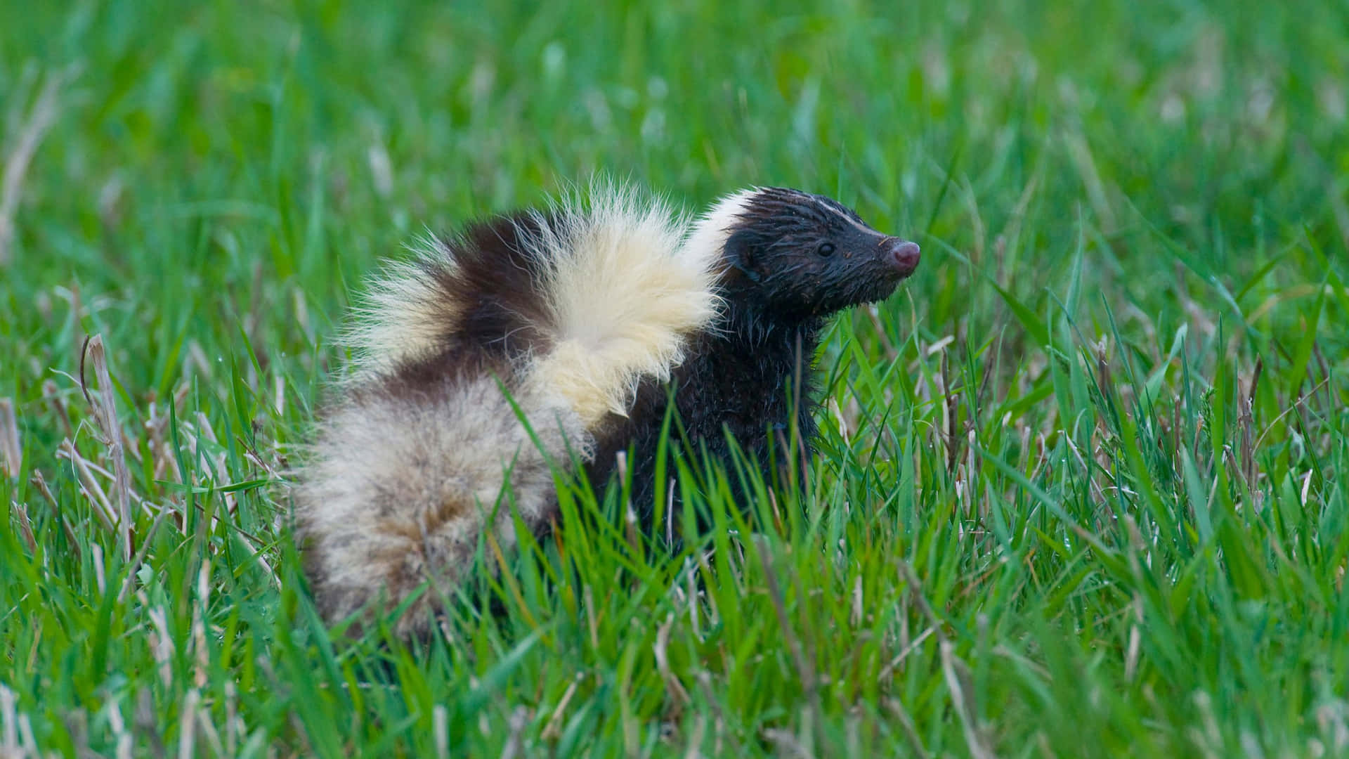 Striped Skunkin Grass.jpg Wallpaper