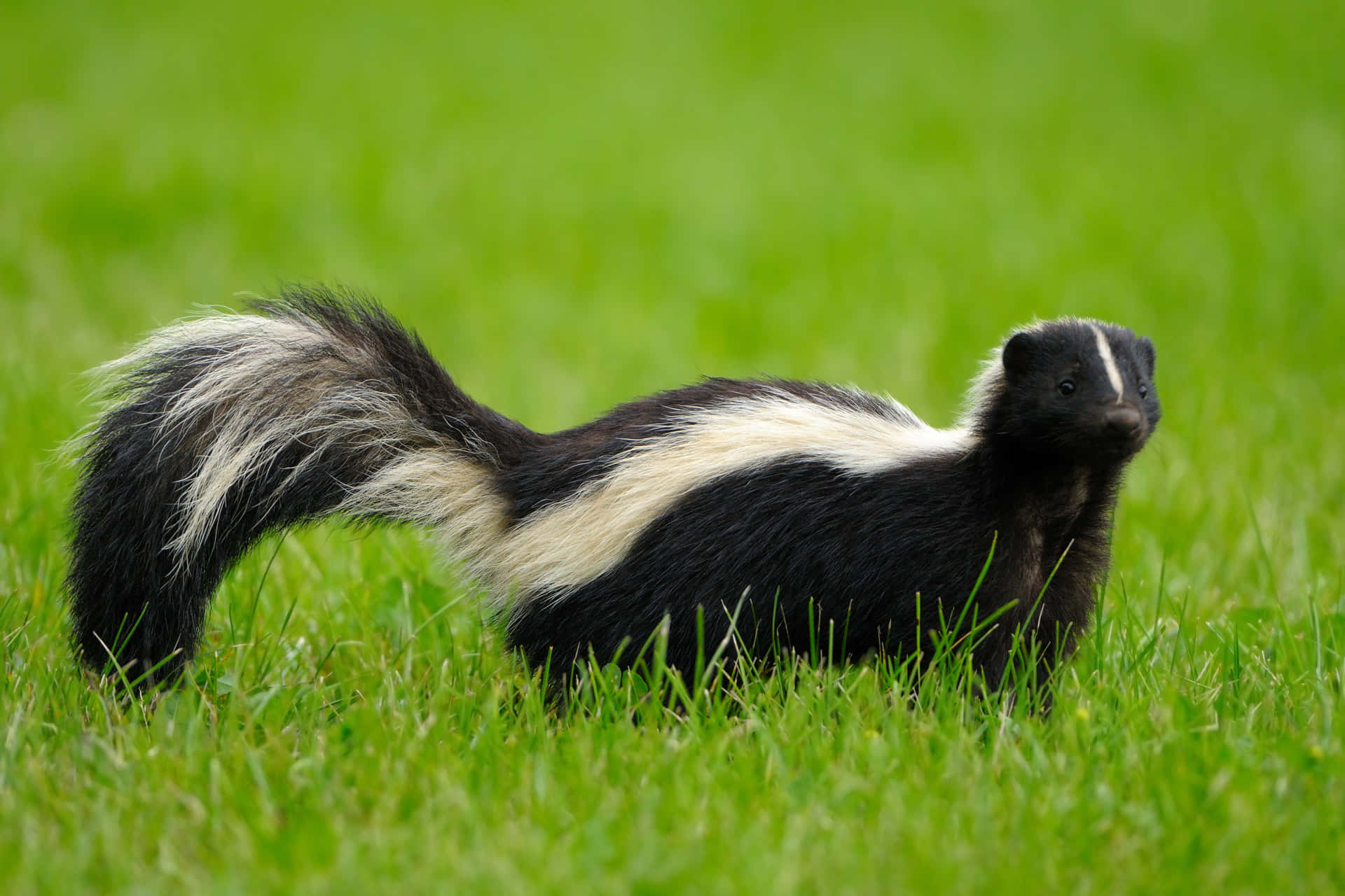 Striped Skunkin Grass.jpg Wallpaper