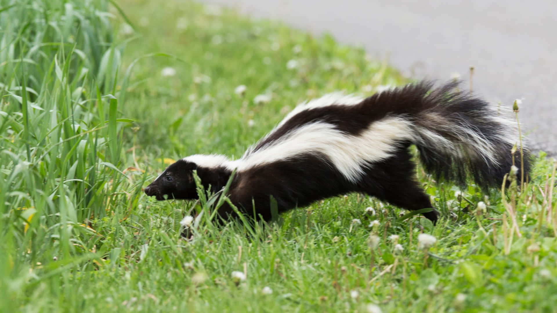 Striped Skunkin Grass Wallpaper