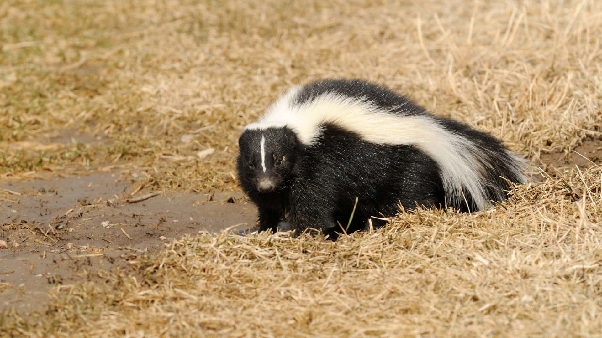 Striped Skunkin Grassy Field Wallpaper