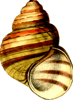 Striped Snail Shell PNG