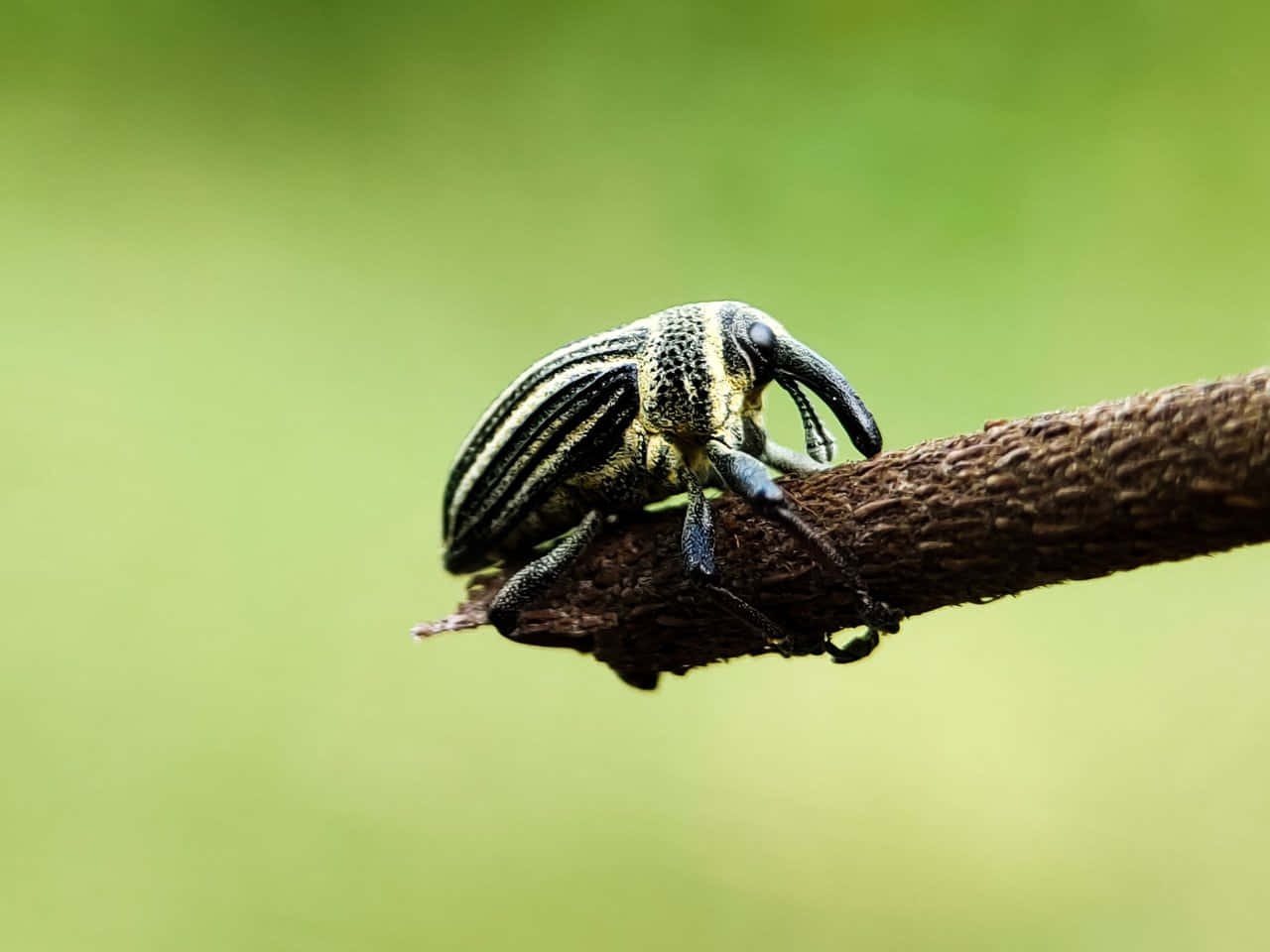 Striped Snout Beetleon Branch Wallpaper