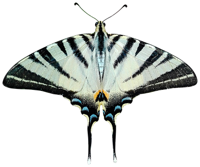 Striped Swallowtail Butterfly PNG