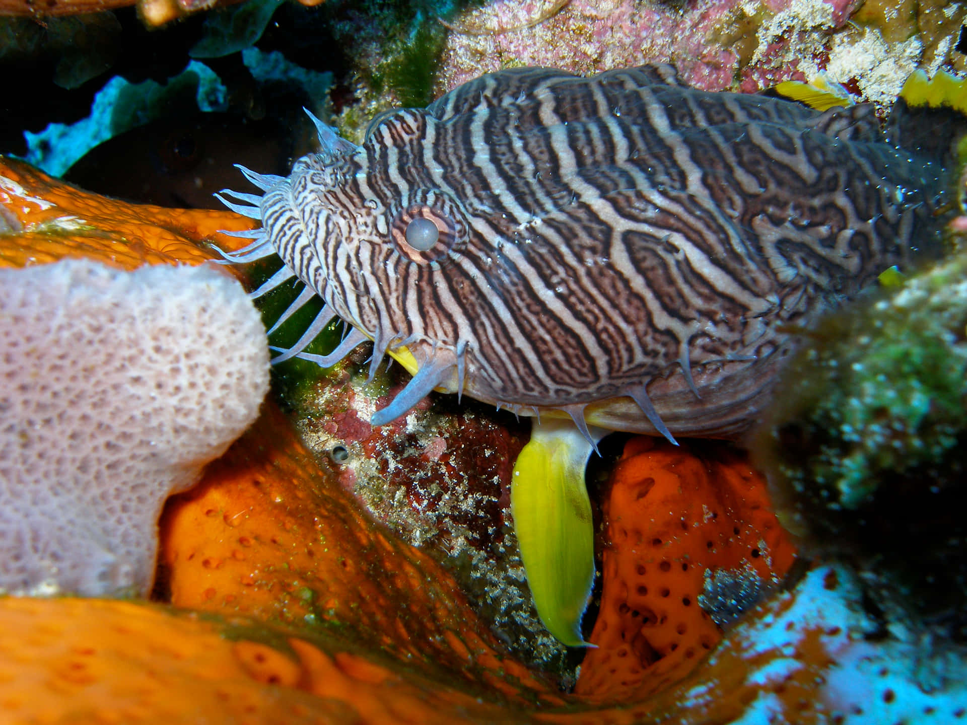 Striped Toadfish Camouflaged Underwater Wallpaper