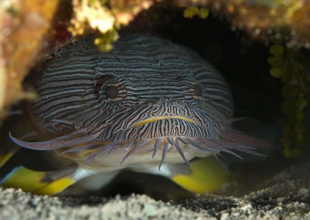 Striped Toadfish Hiding Under Rock Wallpaper