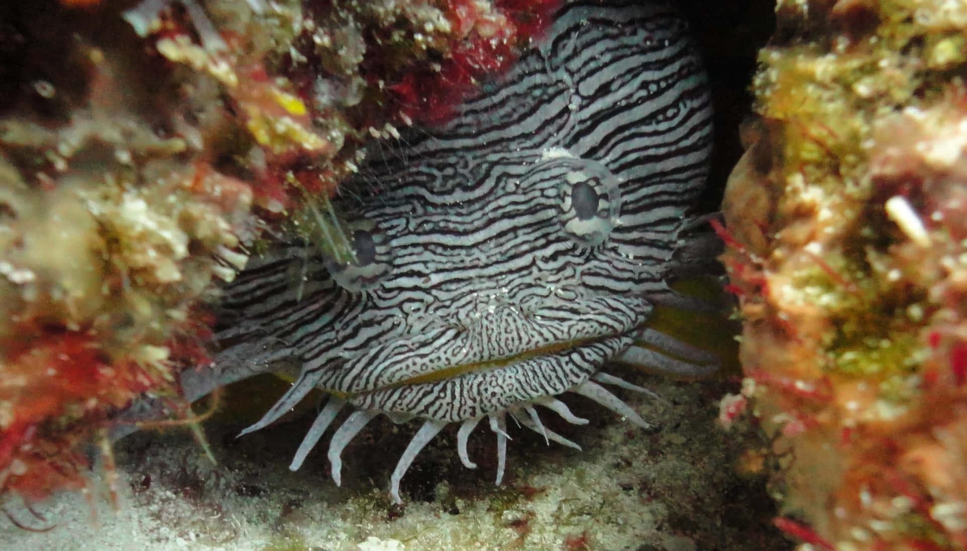 Striped Toadfish Hiding Underwater.jpg Wallpaper