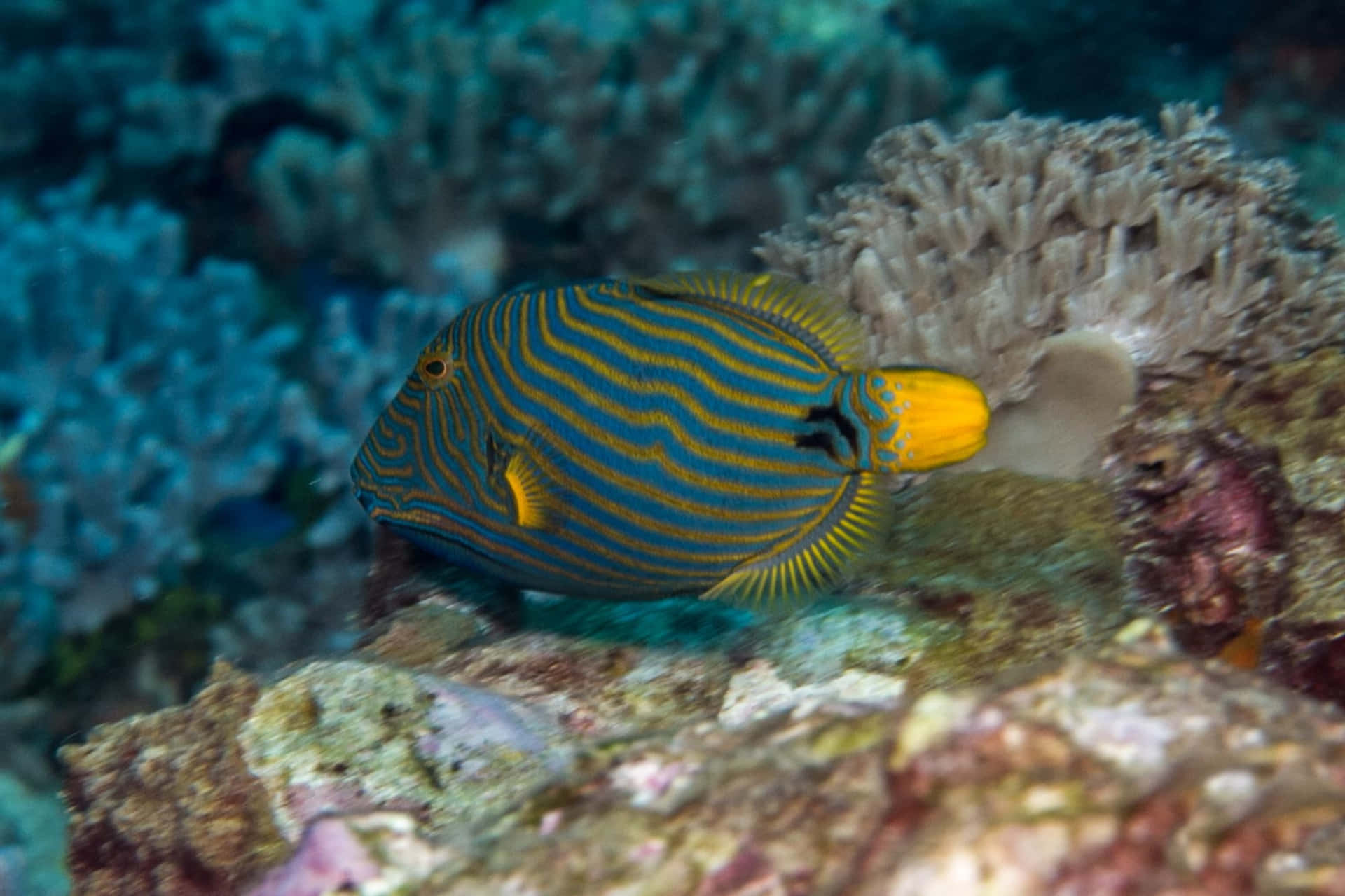 Ikan Trigger Bergaris Berenang Dekat Terumbu Karang Wallpaper