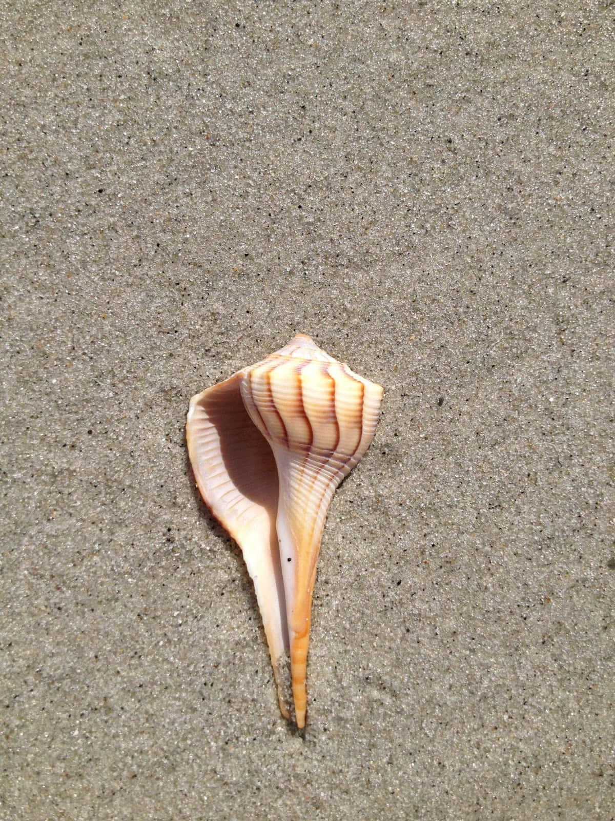 Striped Whelk Shellon Sand Wallpaper