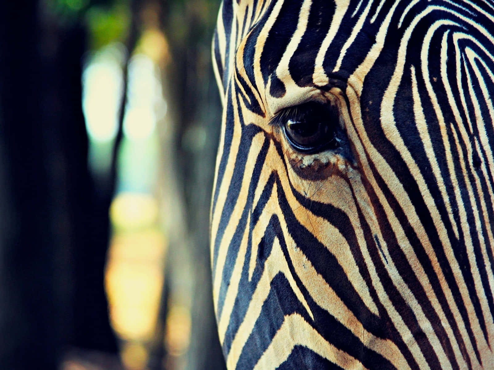 Striped Zebra Eye Closeup Wallpaper