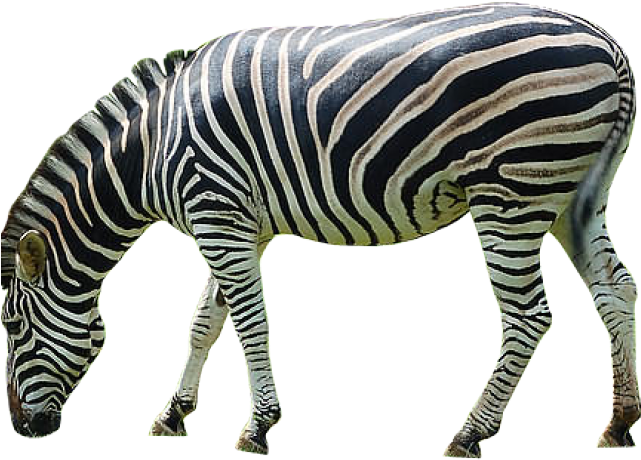 Striped Zebra Isolated.png PNG