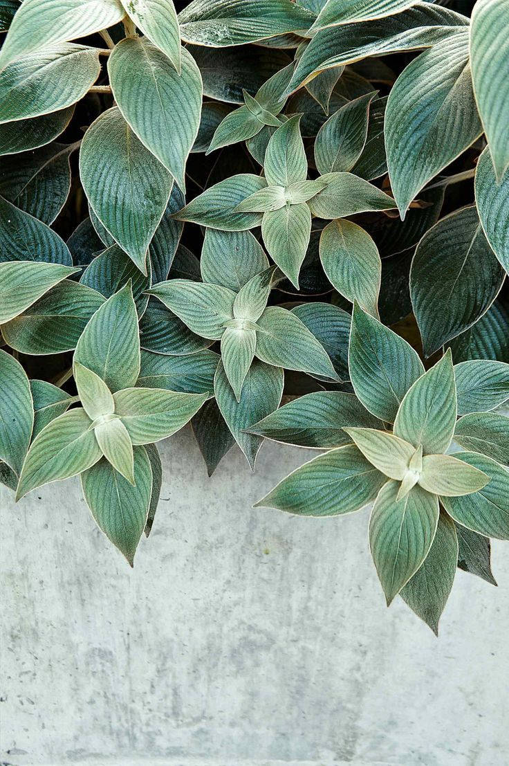 Strobilanthes Gossypinus Plant Wallpaper