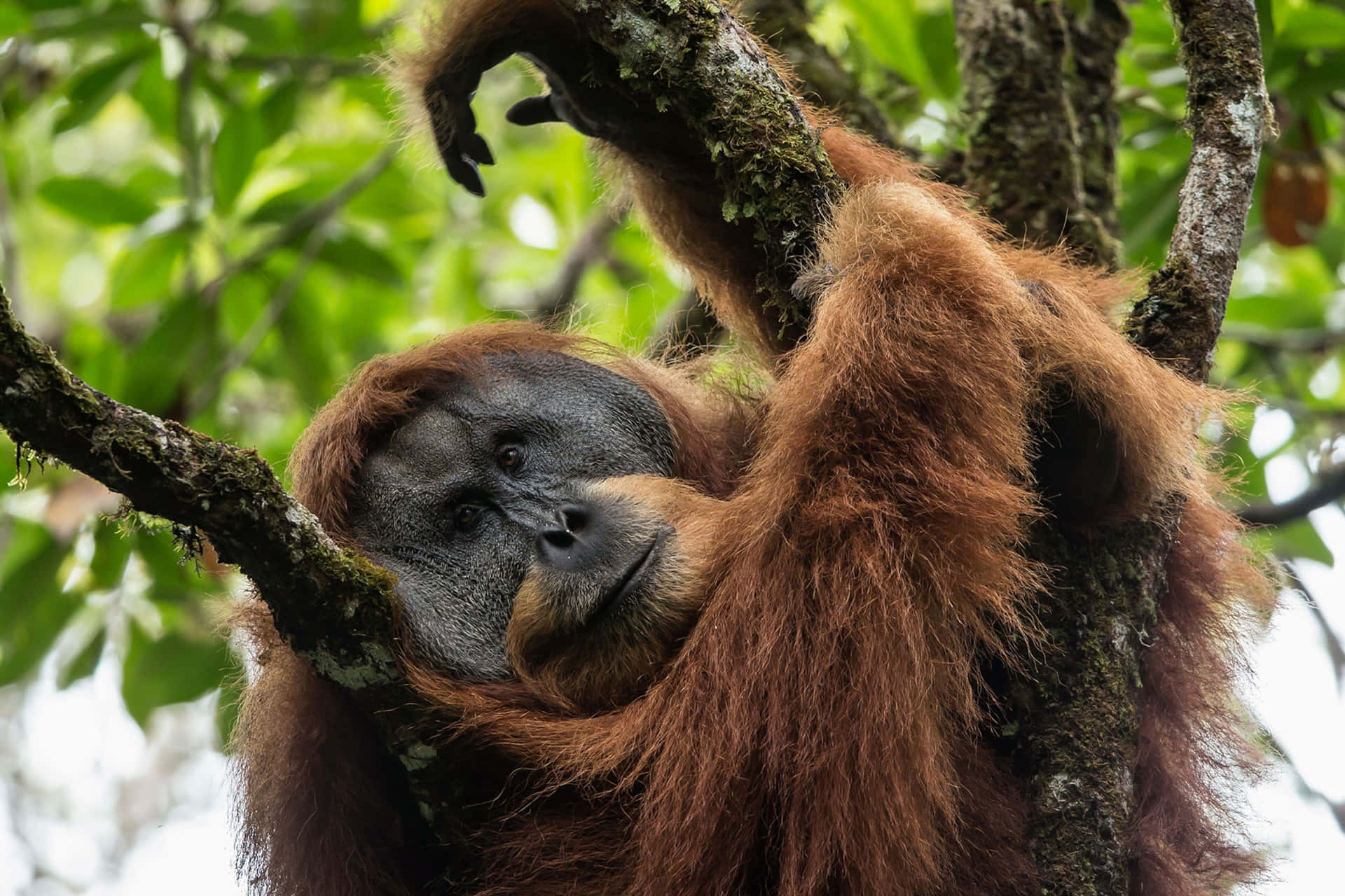 Scimmieforti E Potenti Orangutan Sfondo