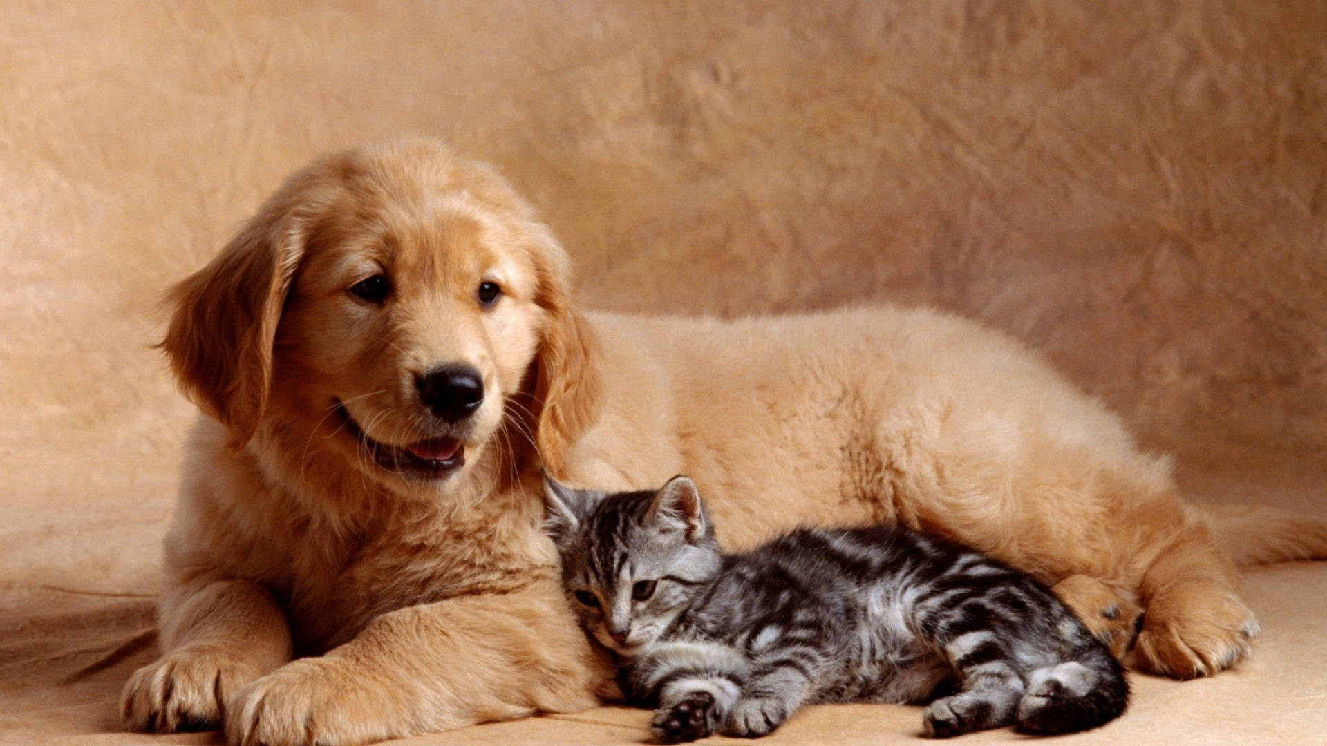 Et studiebillede af kat og hund side om side Wallpaper