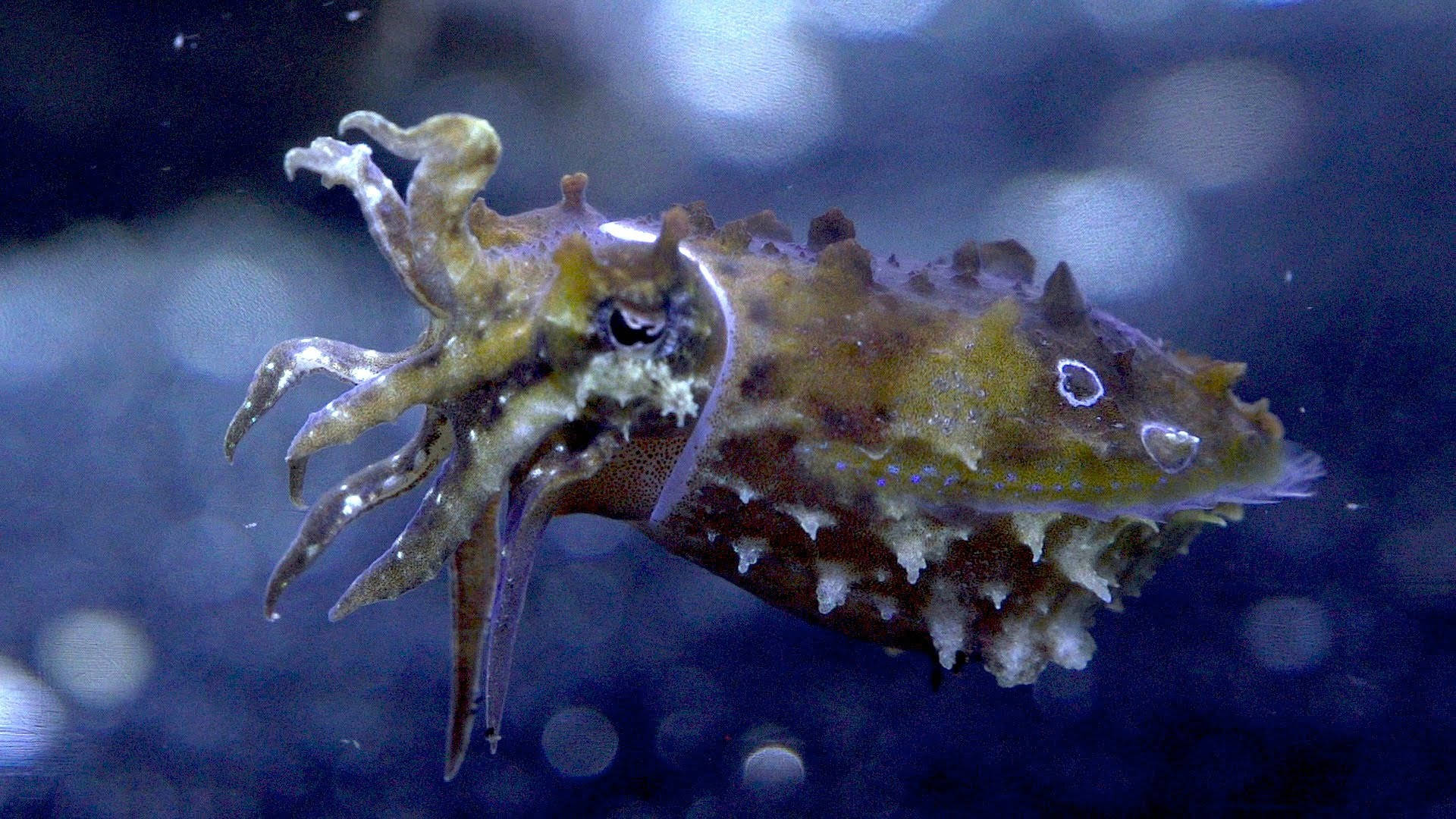 Stumpy-Spined Cuttlefish Or Dwarf Cuttlefish Wallpaper