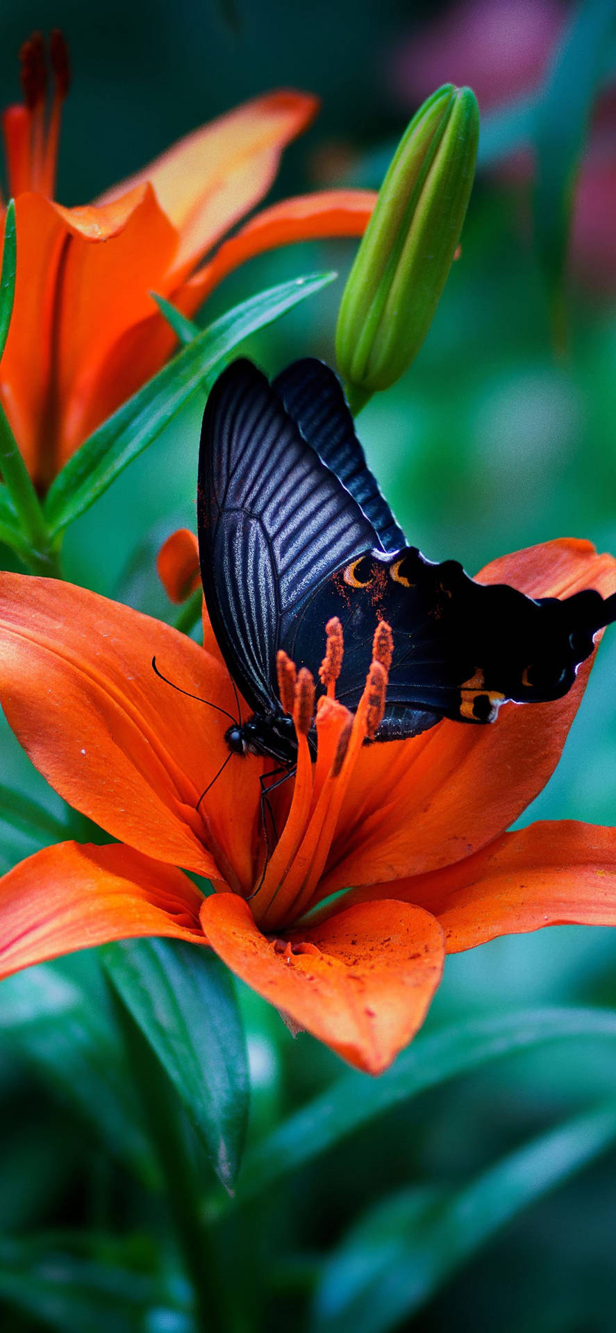 Stupendotema Farfalla Per Iphone Sfondo