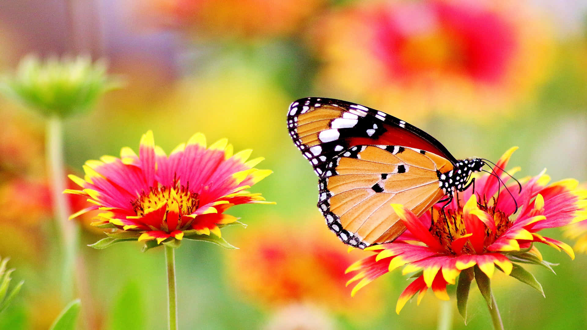 Stunning 4k Butterfly Displaying Vibrant Colors Wallpaper