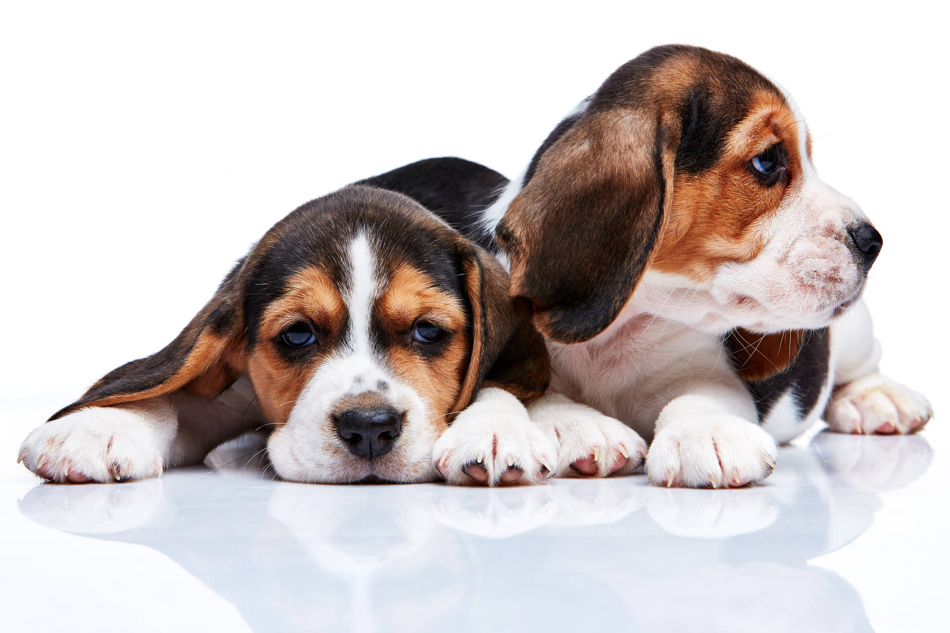 Stunning Beagle Puppies Wallpaper