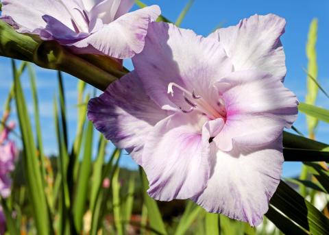 Stunning Bloom Of Gladiolus Flowers In Vibrant Colors Wallpaper