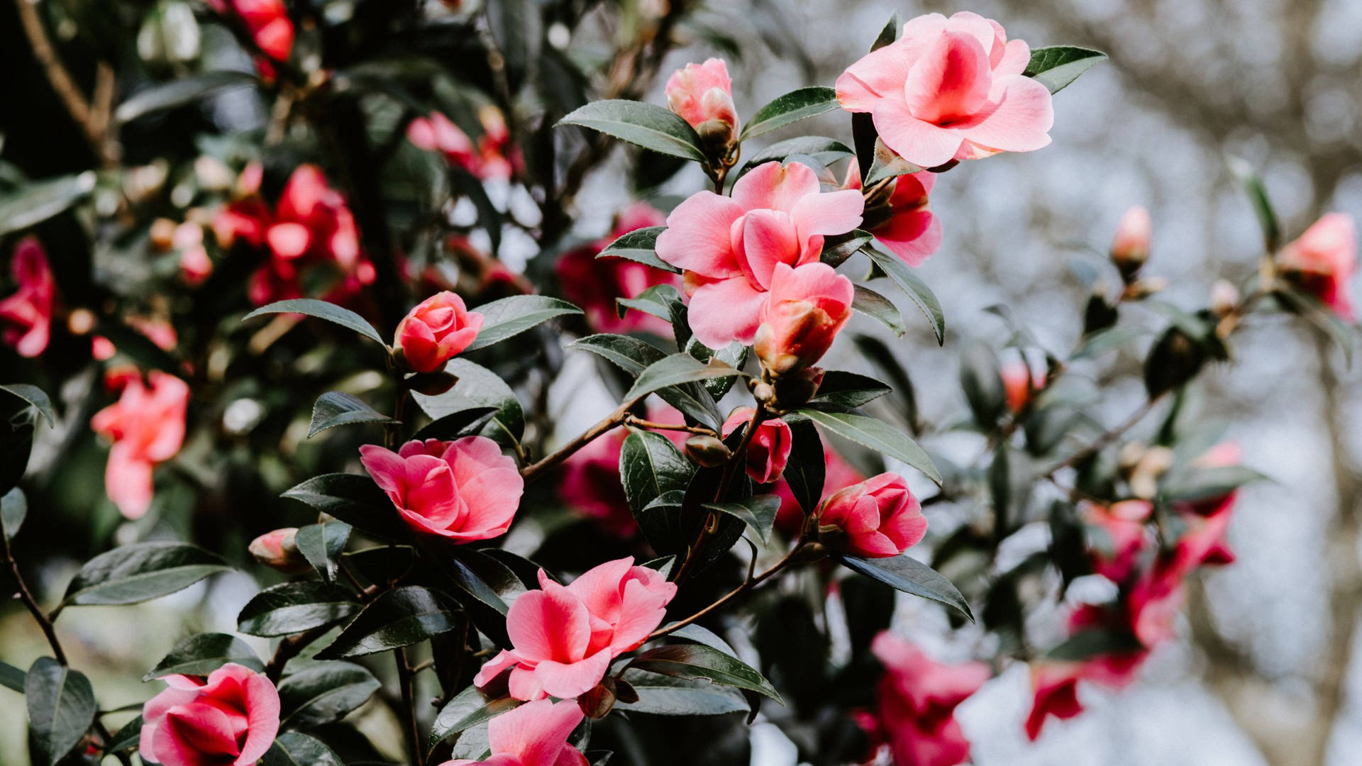 Stunning Blooms Of Camellia Sasanqua In Full Blossom Wallpaper