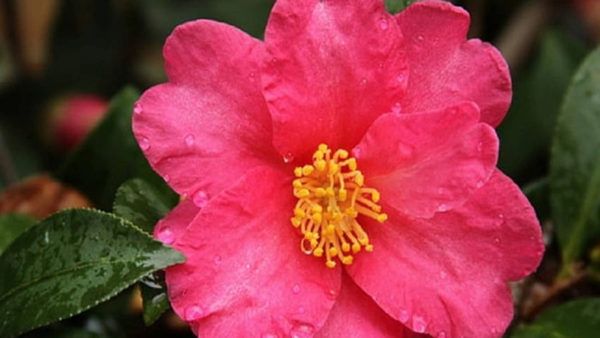 Stunning Blossom Of Camellia Sasanqua Wallpaper