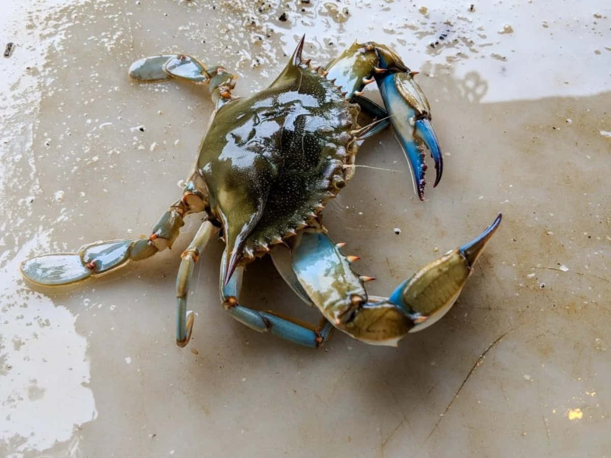 Stunning Blue Crab In Its Natural Habitat Wallpaper