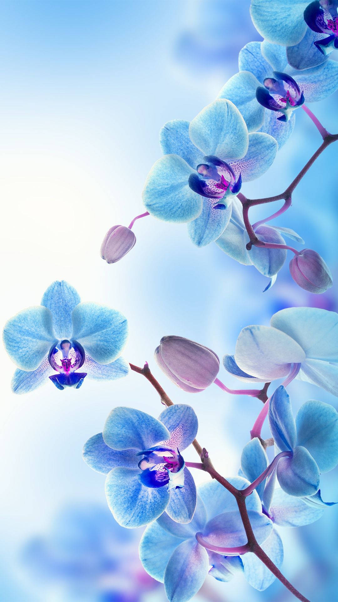 Stunning Blue Orchids