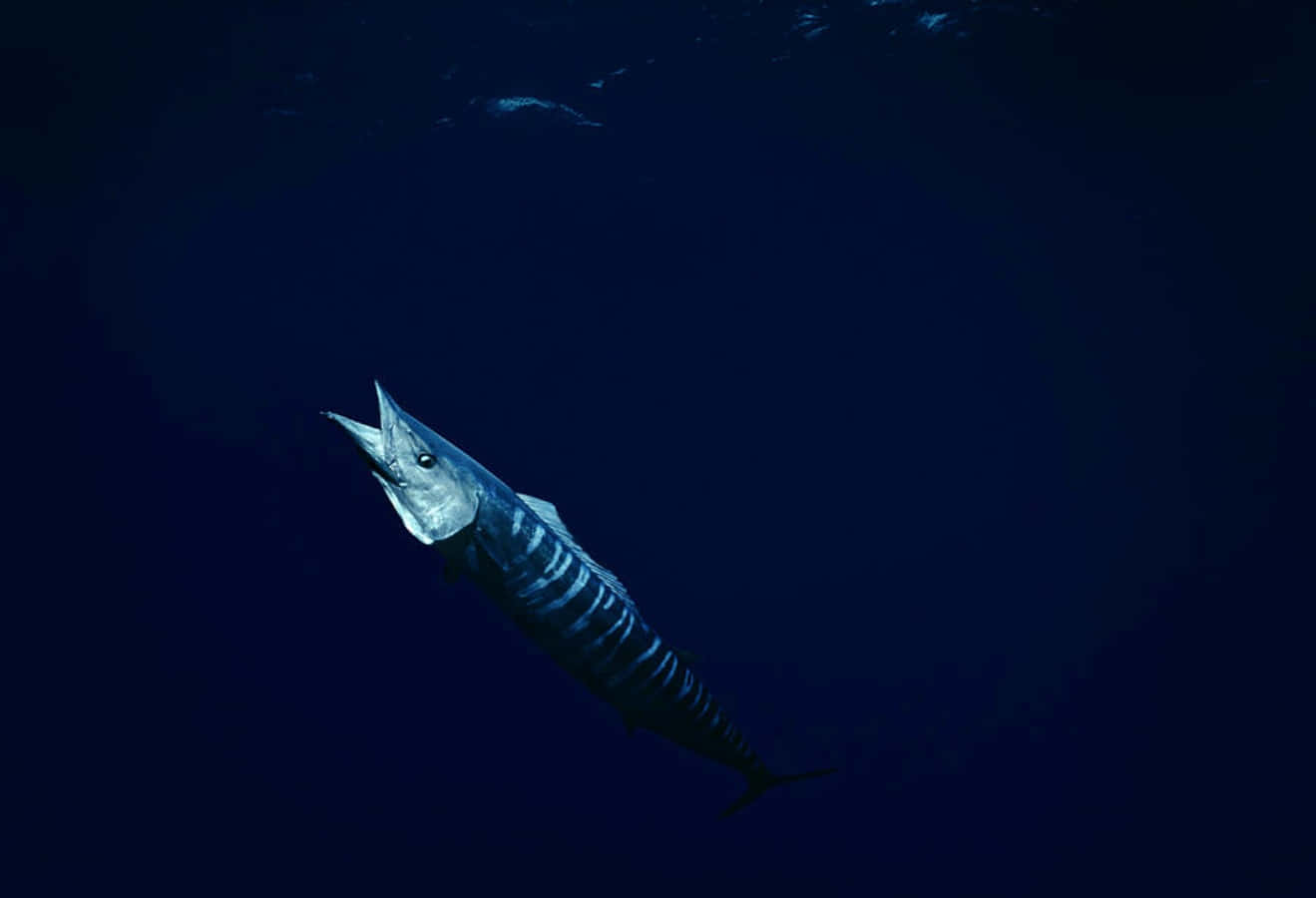 Stunning Blue Wahoo Fish Swimming In The Deep Ocean Wallpaper