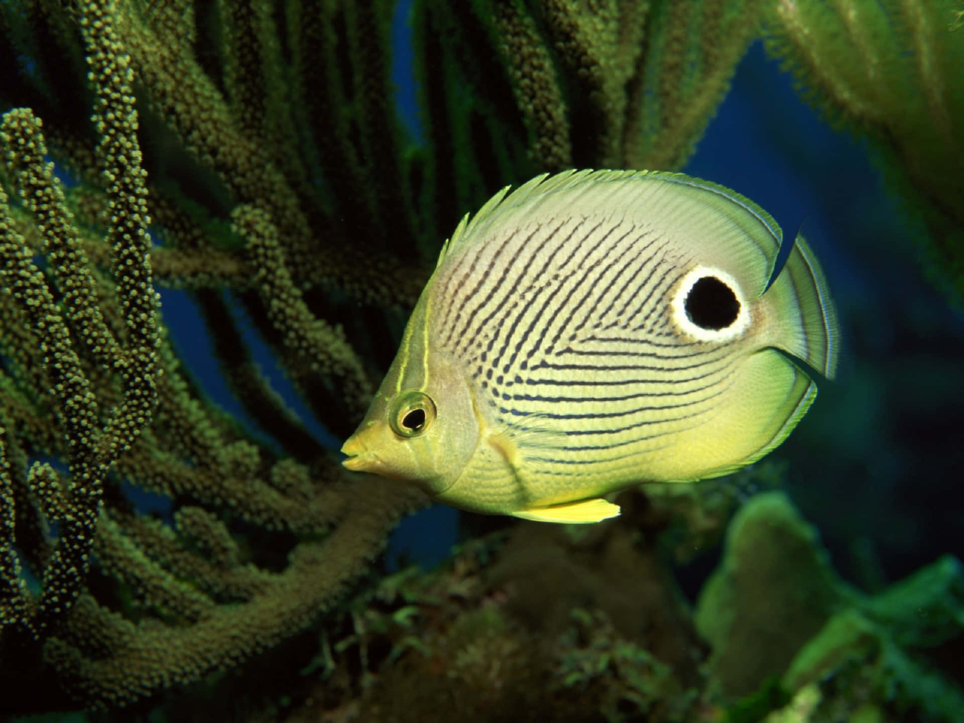 Stunning Butterfly Fish Swimming In Turquoise Sea Wallpaper