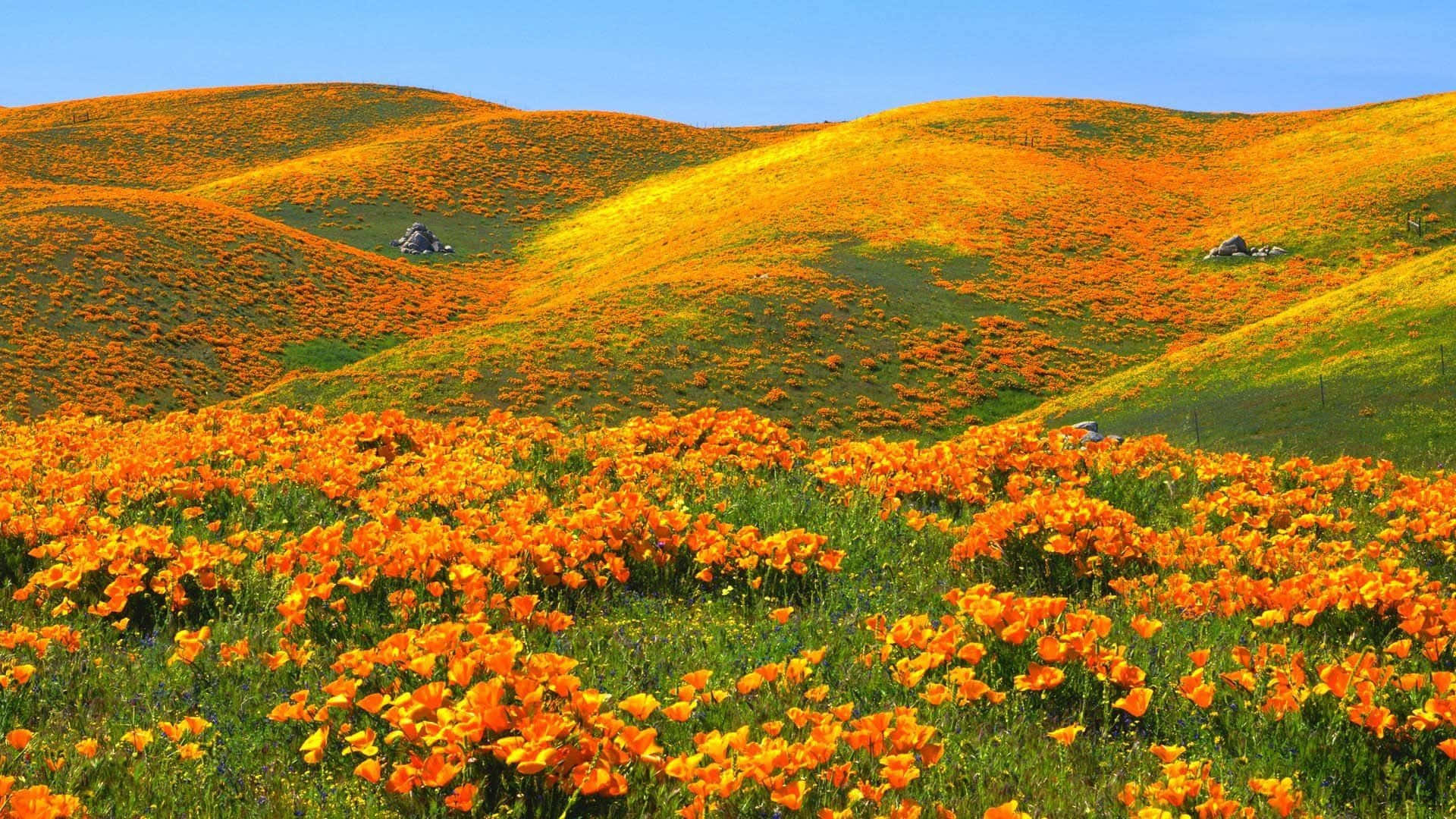 Stunning California Poppy Fields In Pristine Condition Wallpaper