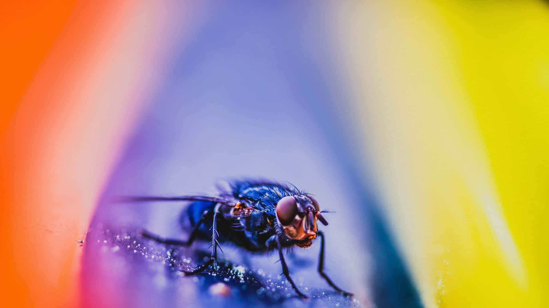 Stunning Close-up Of A 4k Insect Wallpaper