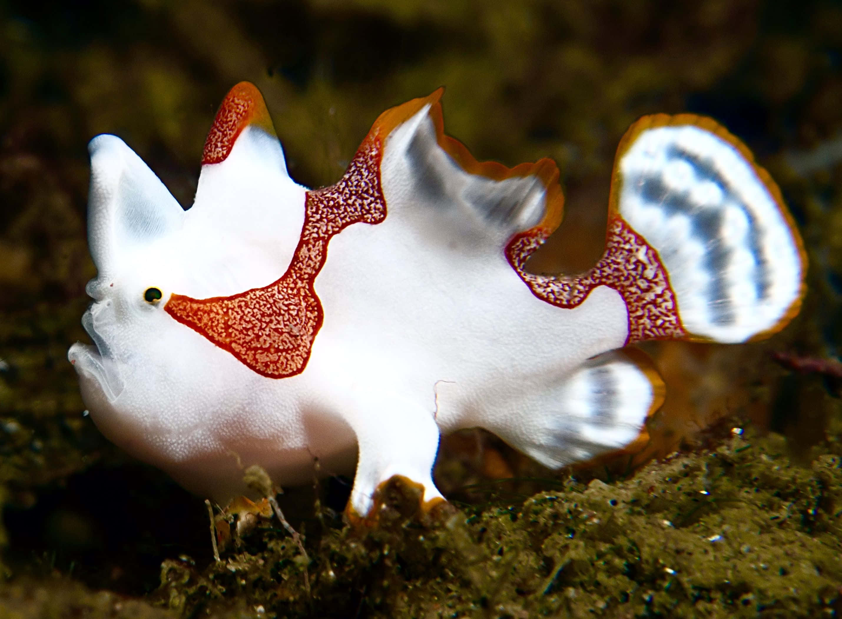 Stunning Close-up Of A Colorful Frogfish In Its Natural Habitat Wallpaper