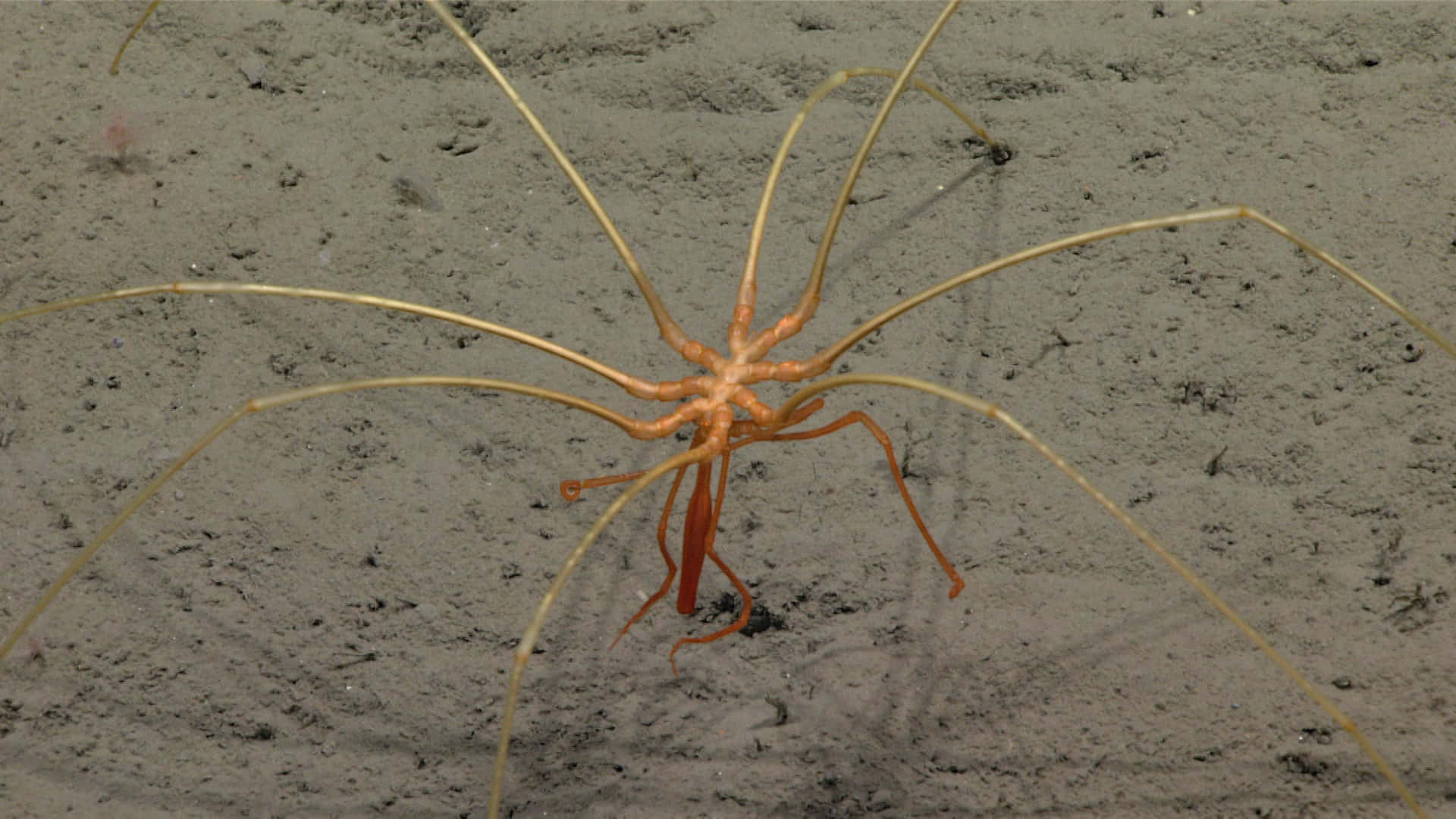 Stunning Close-up Of A Majestic Sea Spider Wallpaper