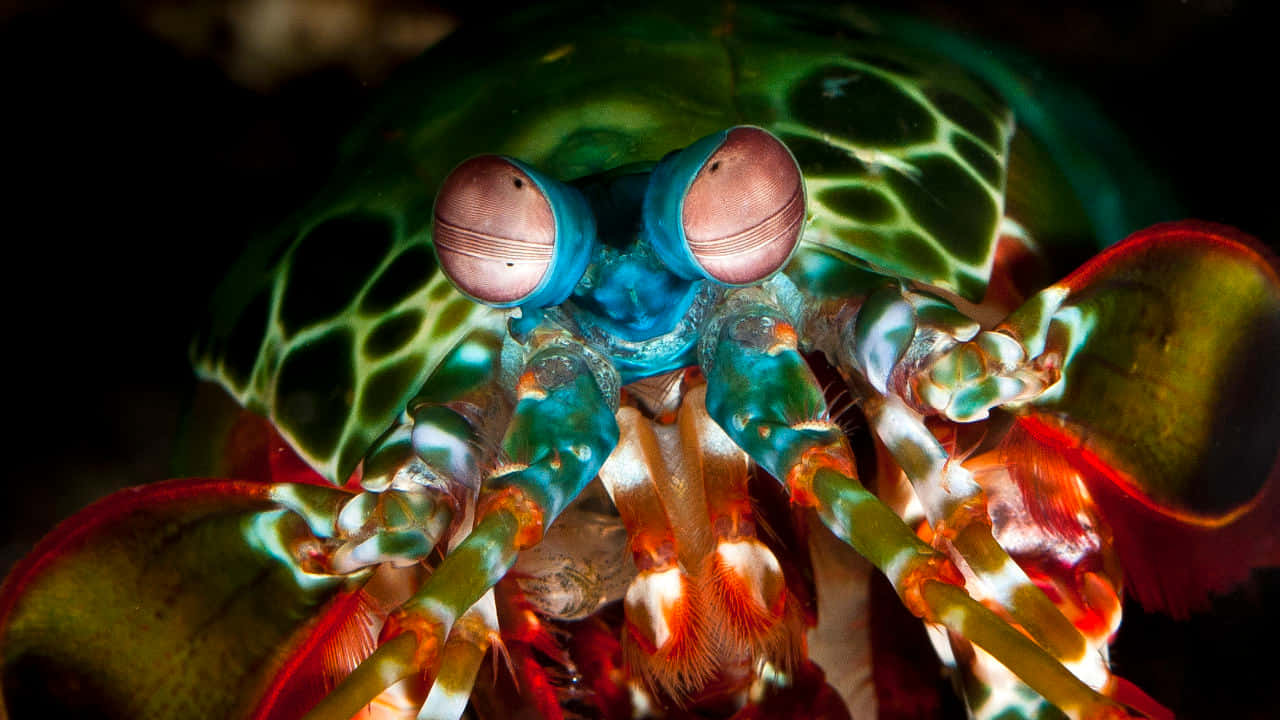 Stunning Close-up Of A Peacock Mantis Shrimp Wallpaper