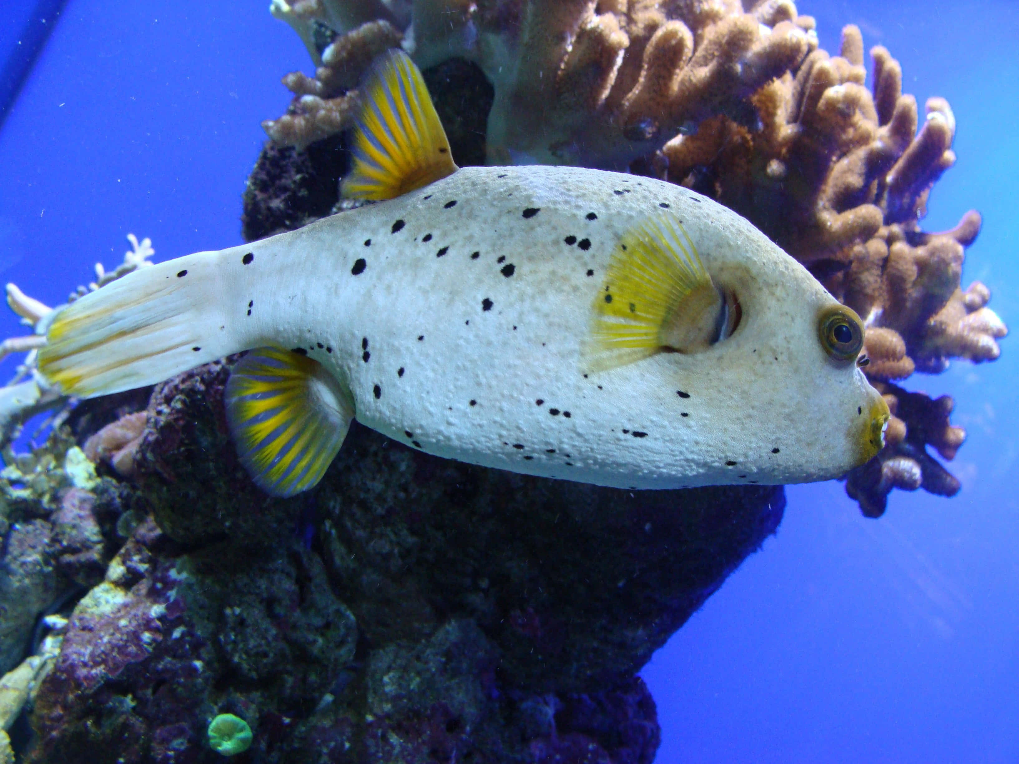 Fantastisk Nærbilde Av En Vibrant Pufferfish Bakgrunnsbildet