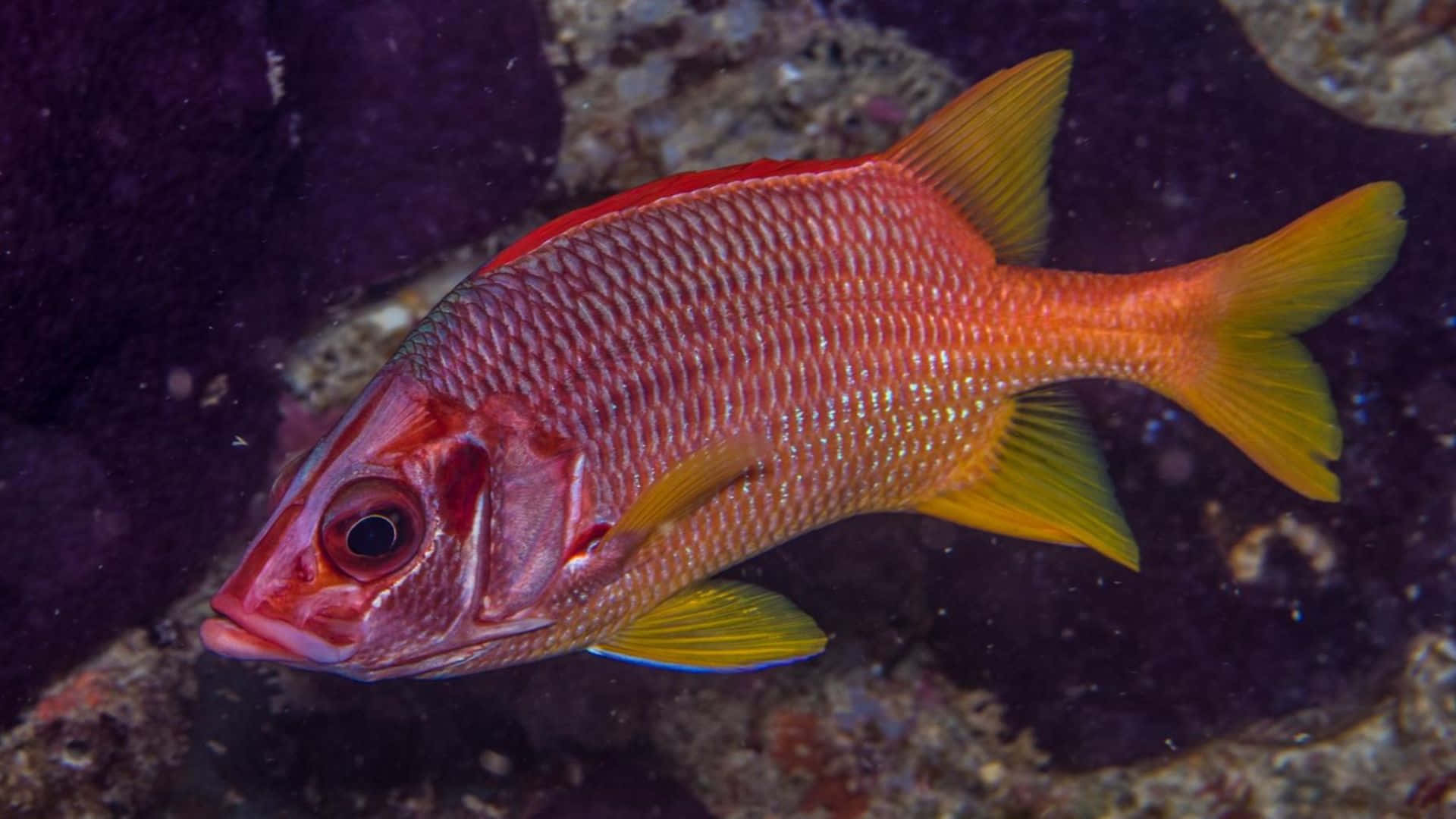 Stunning Close-up Of A Vibrant Squirrelfish Wallpaper
