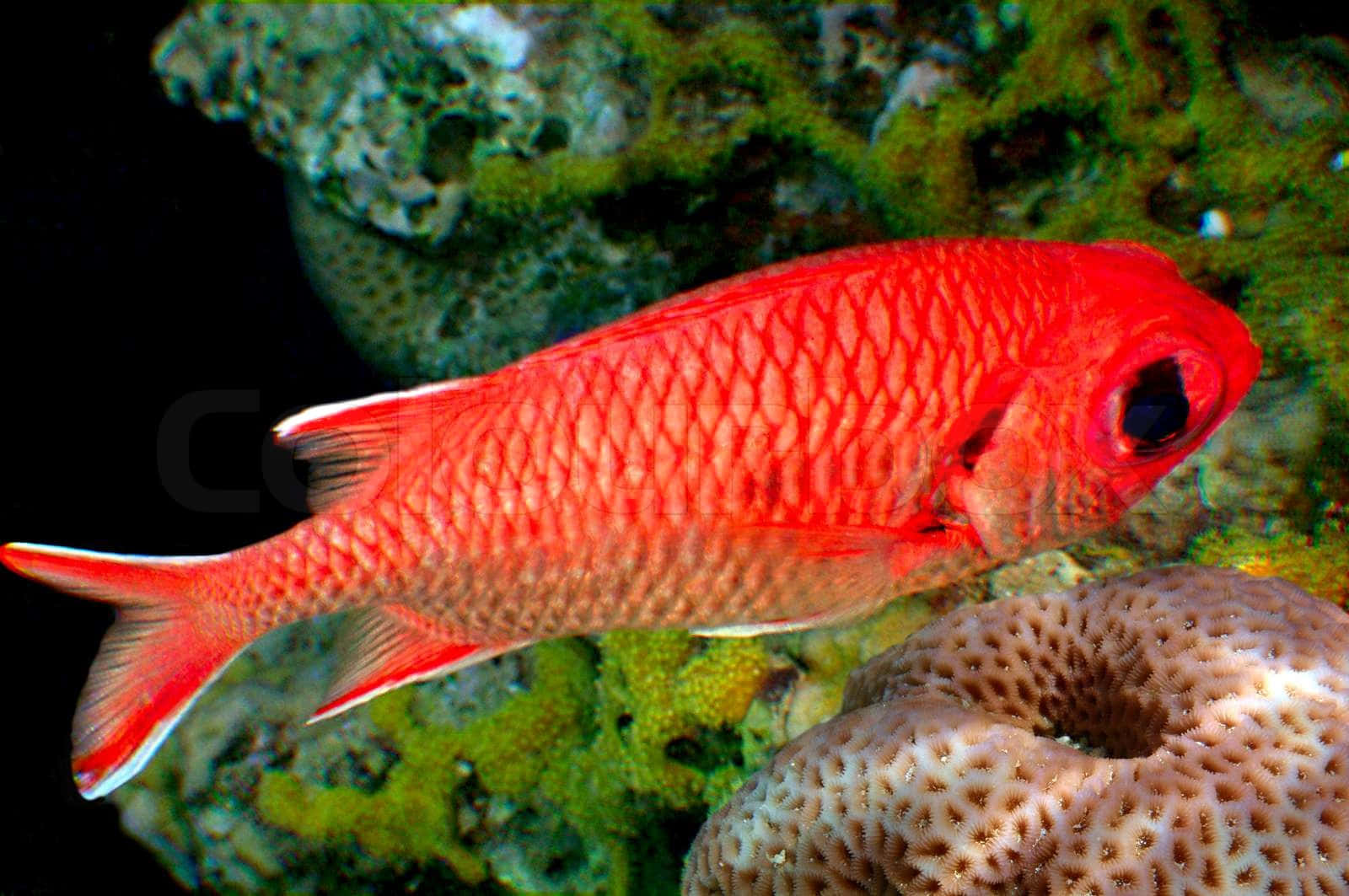Stunning Close-up Of A Vibrant Squirrelfish Underwater. Wallpaper