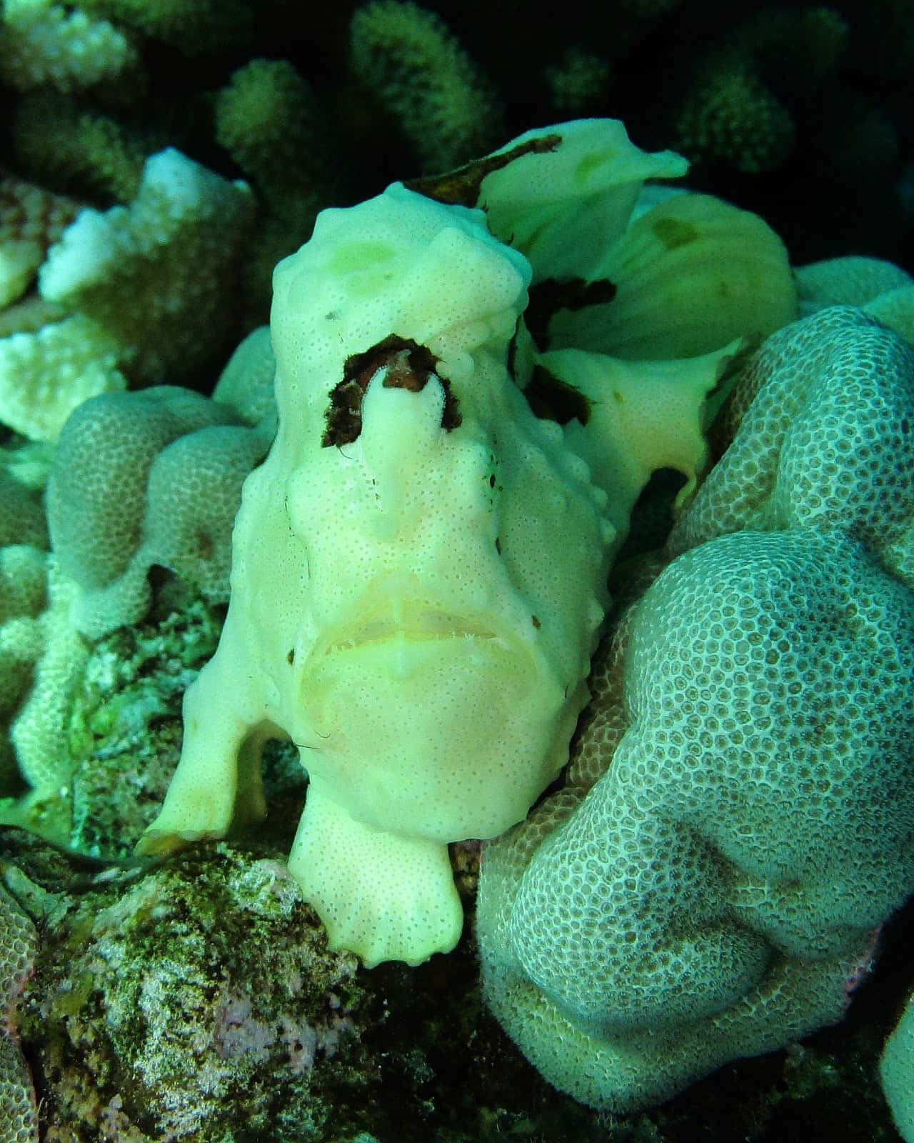 Stunning Close-up Of An Exotic Frogfish Wallpaper