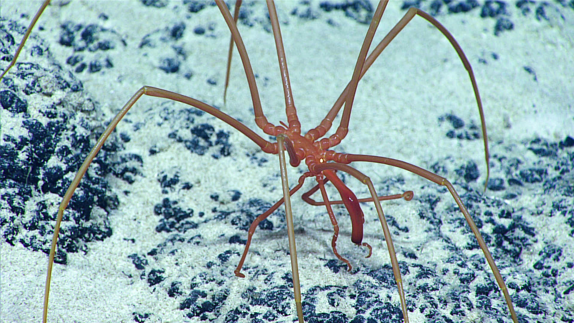 Stunning Close-up Of The Complex Sea Spider In Its Natural Habitat Wallpaper