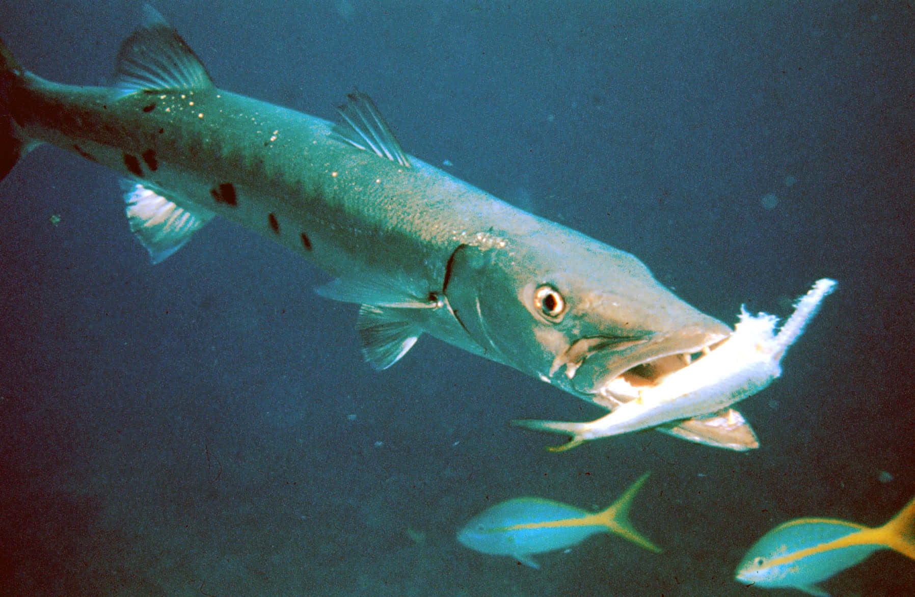 Stunning Close-up Shot Of A Barracuda Fish Wallpaper