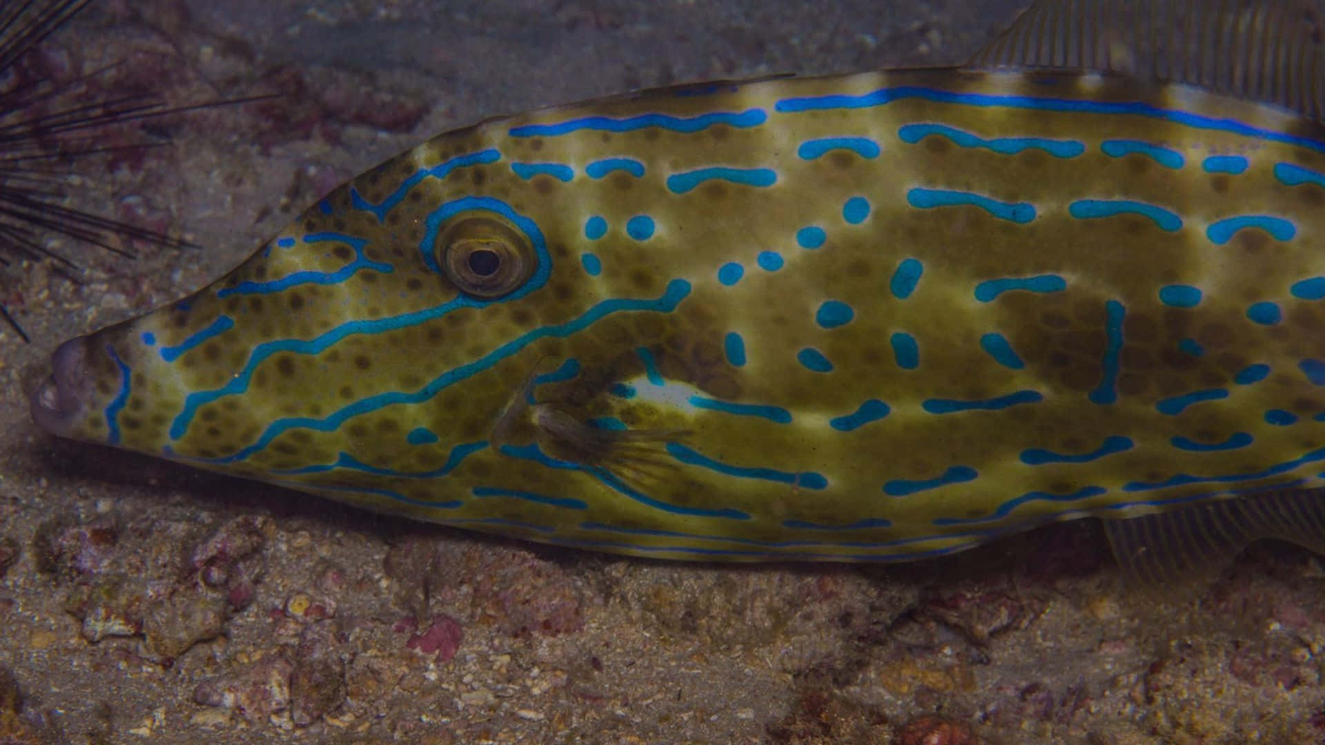 Stunning Close-up Shot Of A Vibrant Filefish Swimming In The Ocean Wallpaper