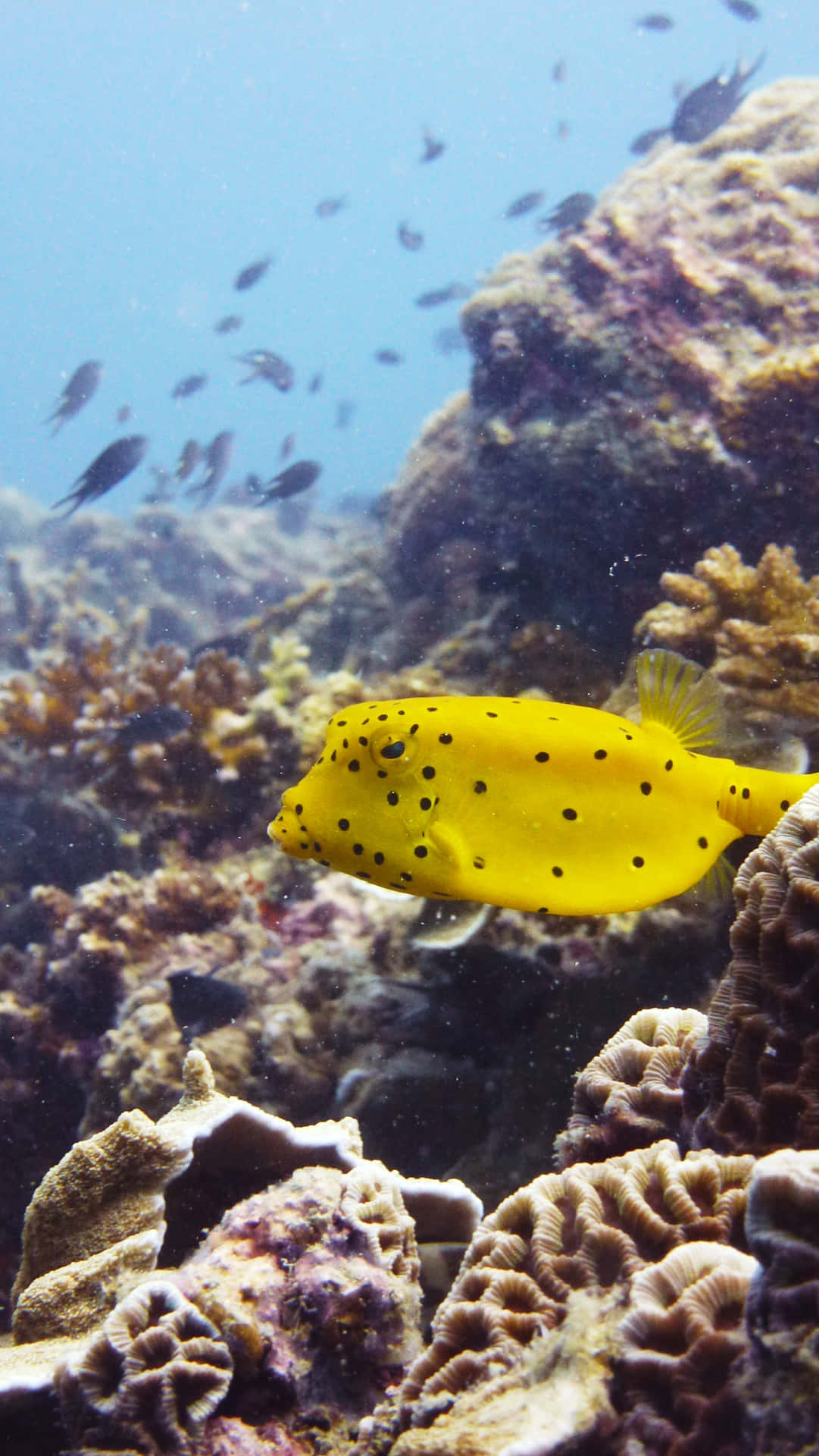 Stunning Closeup Of A Colorful Boxfish In Deep Blue Sea Wallpaper