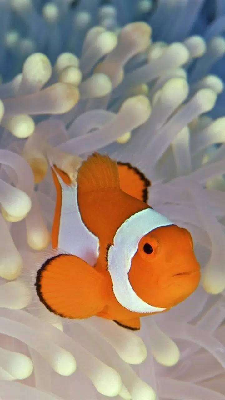 Wallpaperfantastiskt Clown Fish Iphone Bakgrundsbild. Wallpaper