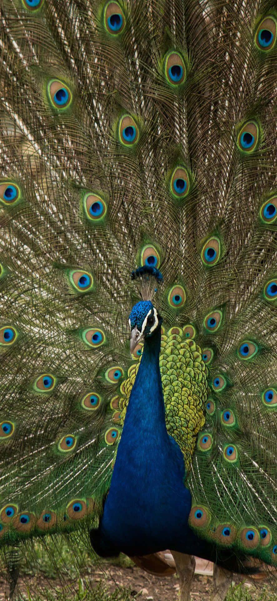 Stunning Display Of A Peacock In Full Bloom